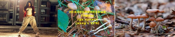 ГАЛЛЮЦИНОГЕННЫЕ ГРИБЫ Бронницы